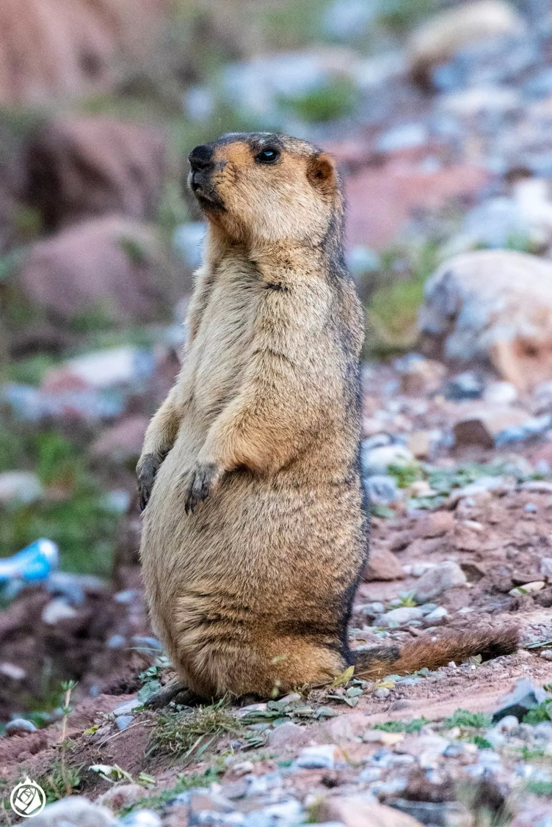 吉林东北虎男篮官网 吉林东北虎男篮官网